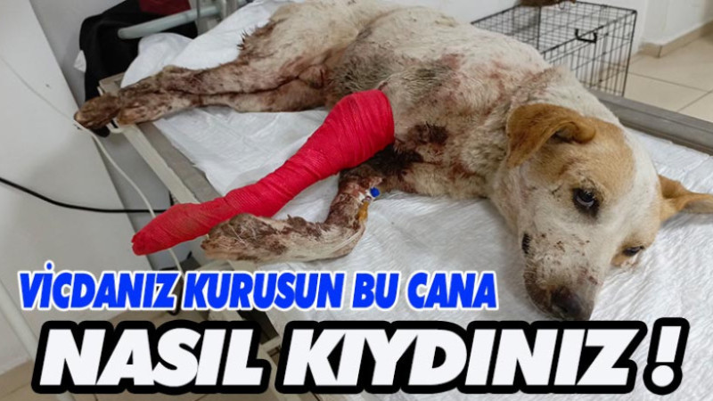 BU SEVİMLİ KÖPEĞE ATEŞ EDEN KİŞİ YA DA KİŞİLER